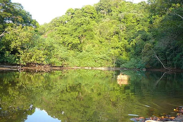 jaque